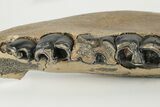 17" Fossil Woolly Rhino (Coelodonta) Right Mandible - North Sea  - #200805-6